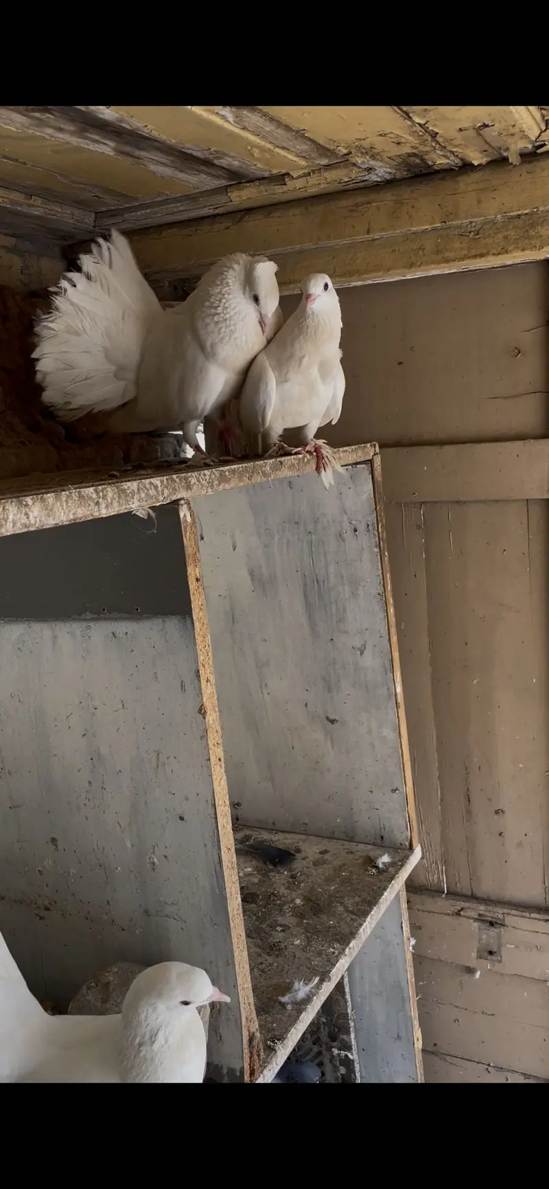 White beautiful pigeons — photo 2