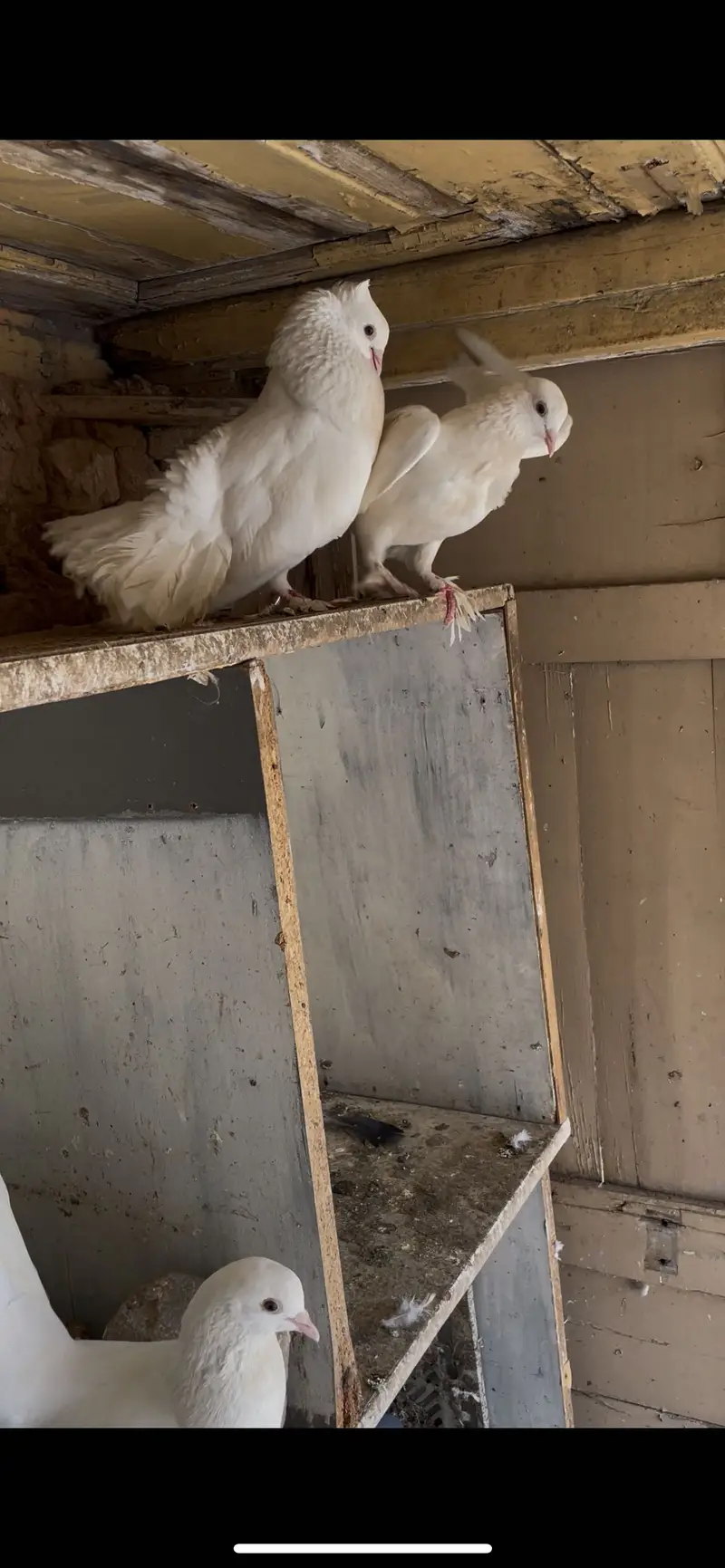 White beautiful pigeons — photo 3