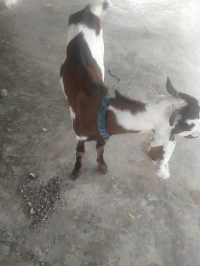 got for sale