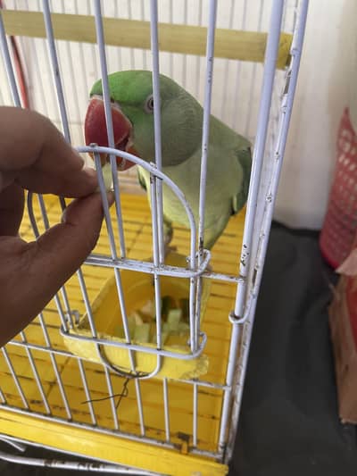 Title: Pahari Hand-Tamed Parrot Pair (Male & Female) Healthy & Acti