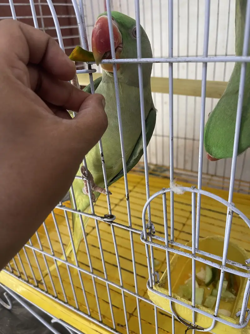 Title: Pahari Hand-Tamed Parrot Pair (Male & Female) Healthy & Acti — photo 2