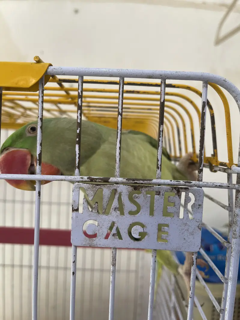 Title: Pahari Hand-Tamed Parrot Pair (Male & Female) Healthy & Acti — photo 3