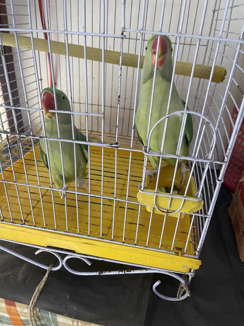 Title: Pahari Hand-Tamed Parrot Pair (Male & Female) Healthy & Acti — photo 4