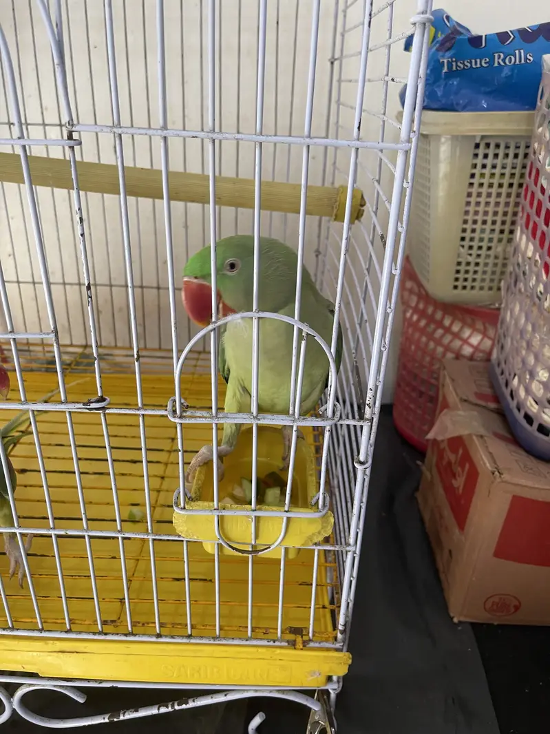 Title: Pahari Hand-Tamed Parrot Pair (Male & Female) Healthy & Acti — photo 5