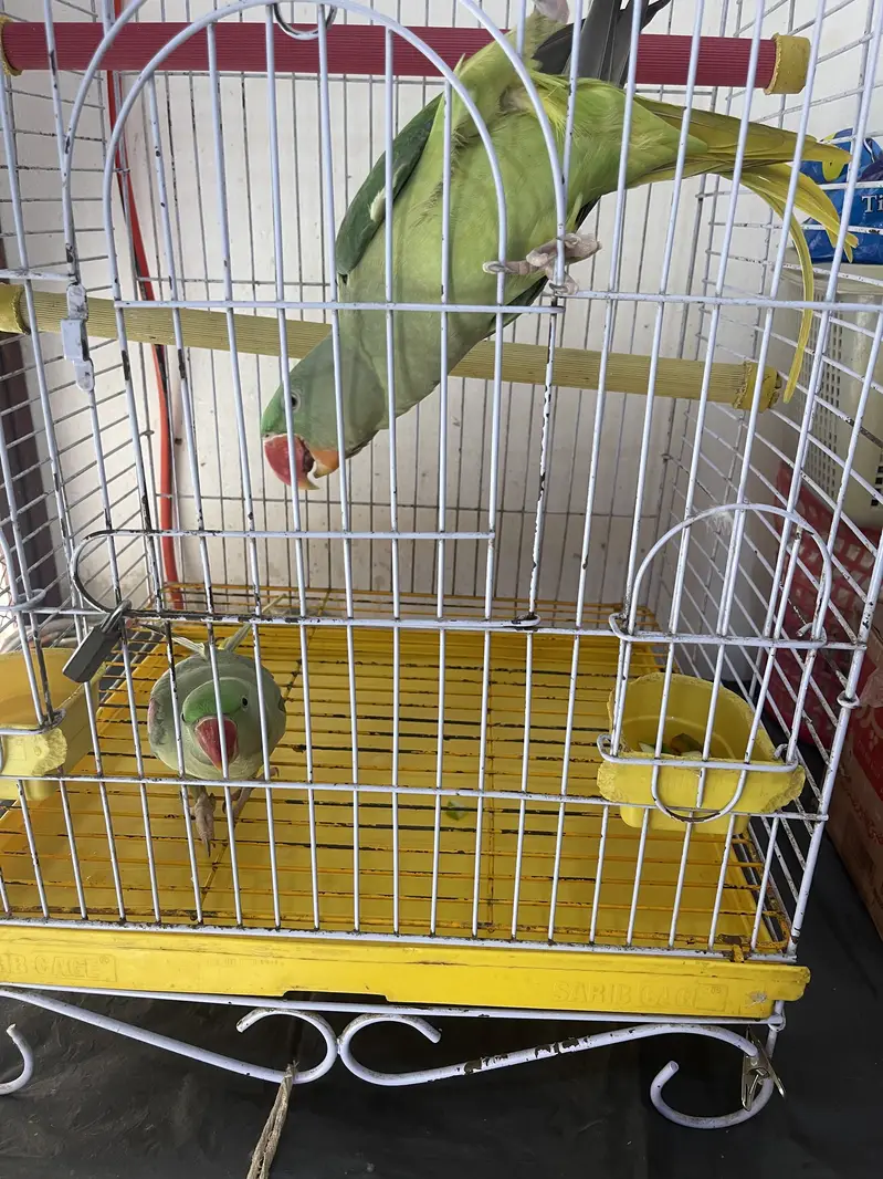 Title: Pahari Hand-Tamed Parrot Pair (Male & Female) Healthy & Acti — photo 6