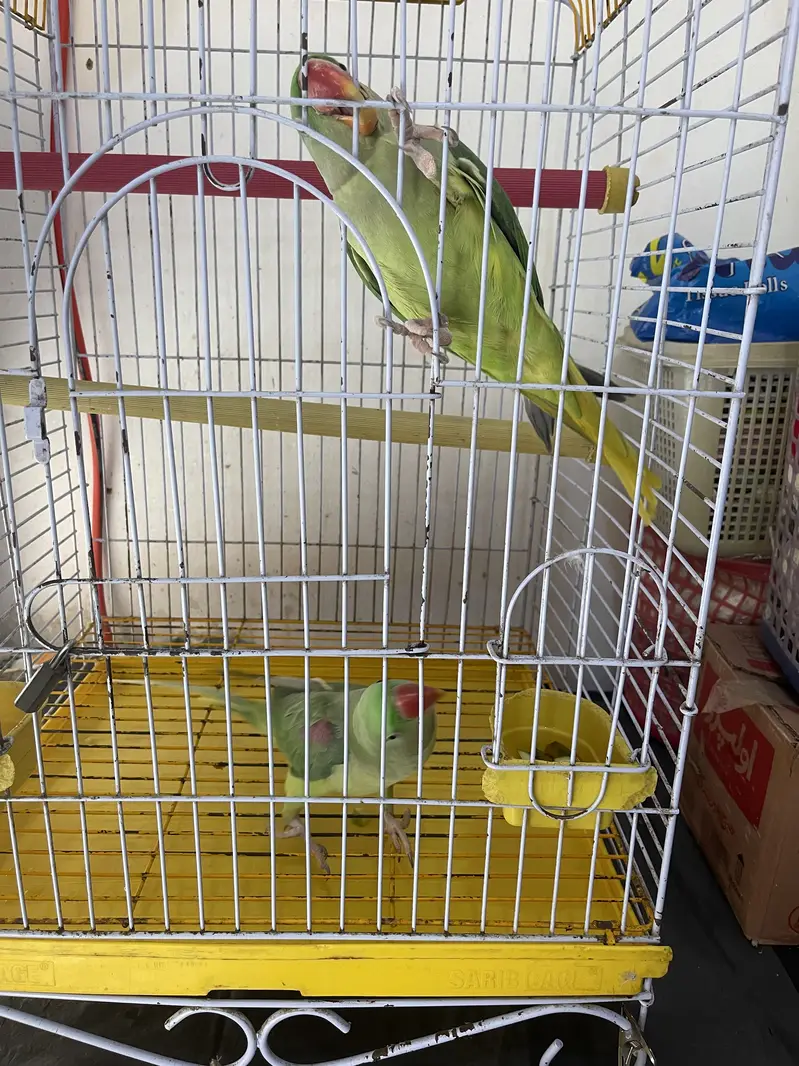 Title: Pahari Hand-Tamed Parrot Pair (Male & Female) Healthy & Acti — photo 7