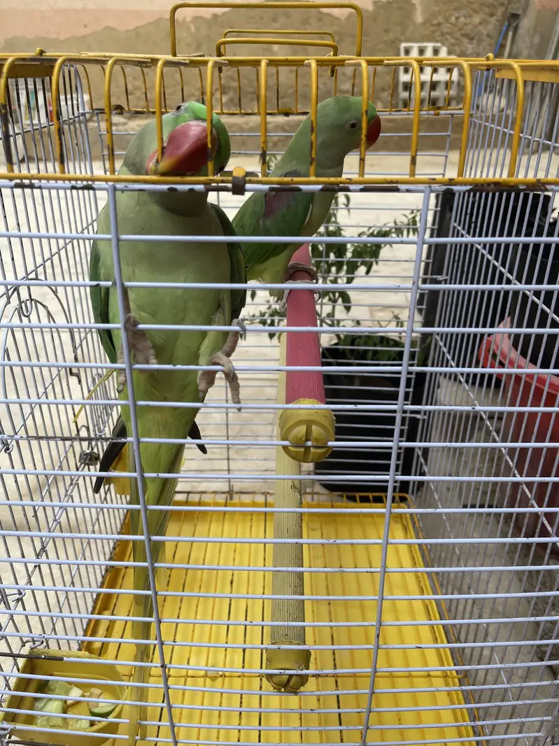 Title: Pahari Hand-Tamed Parrot Pair (Male & Female) Healthy & Acti — photo 8