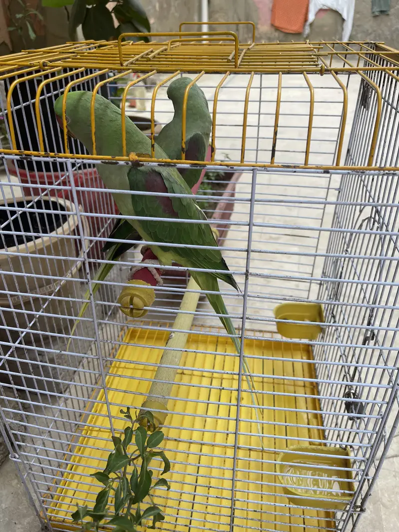 Title: Pahari Hand-Tamed Parrot Pair (Male & Female) Healthy & Acti — photo 9