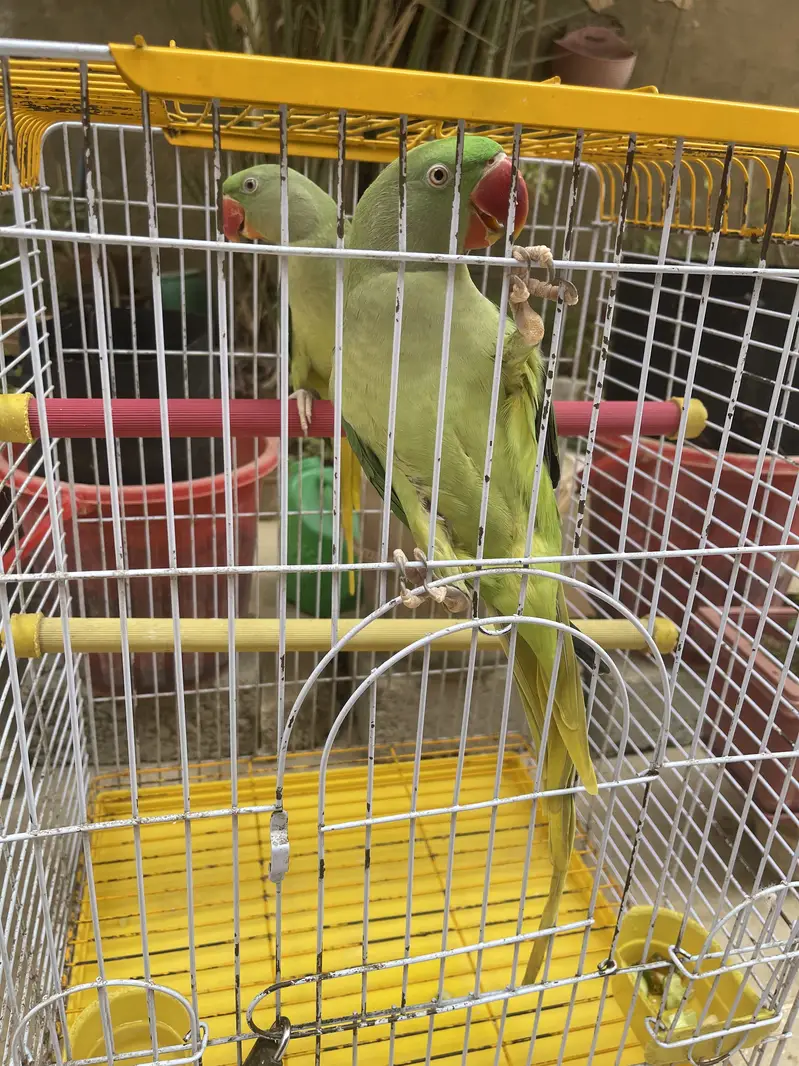 Title: Pahari Hand-Tamed Parrot Pair (Male & Female) Healthy & Acti — photo 10