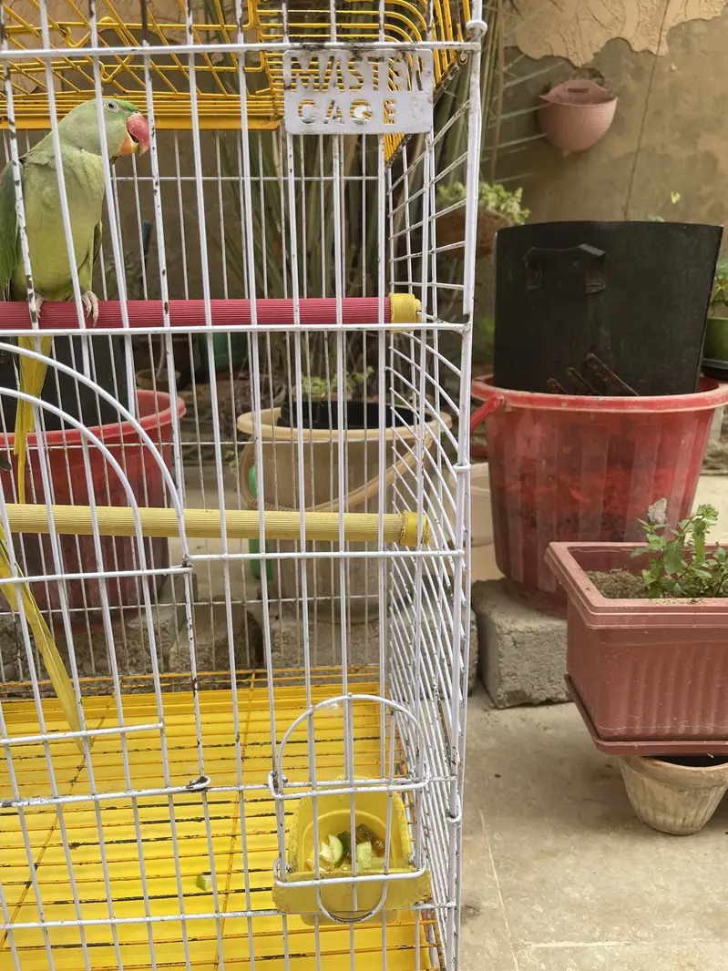 Title: Pahari Hand-Tamed Parrot Pair (Male & Female) Healthy & Acti — photo 11