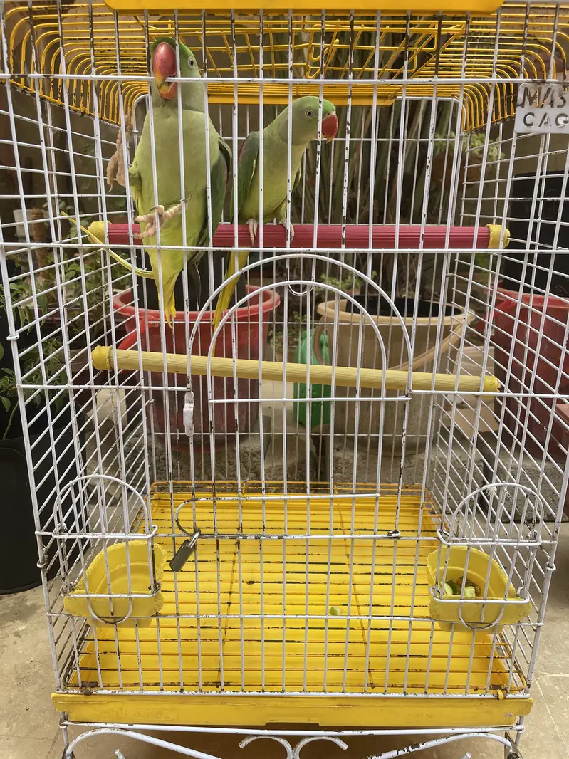Title: Pahari Hand-Tamed Parrot Pair (Male & Female) Healthy & Acti — photo 12