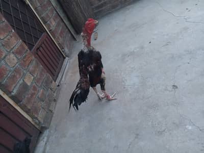 Aseel mianwali murgya available hai 03224270351
