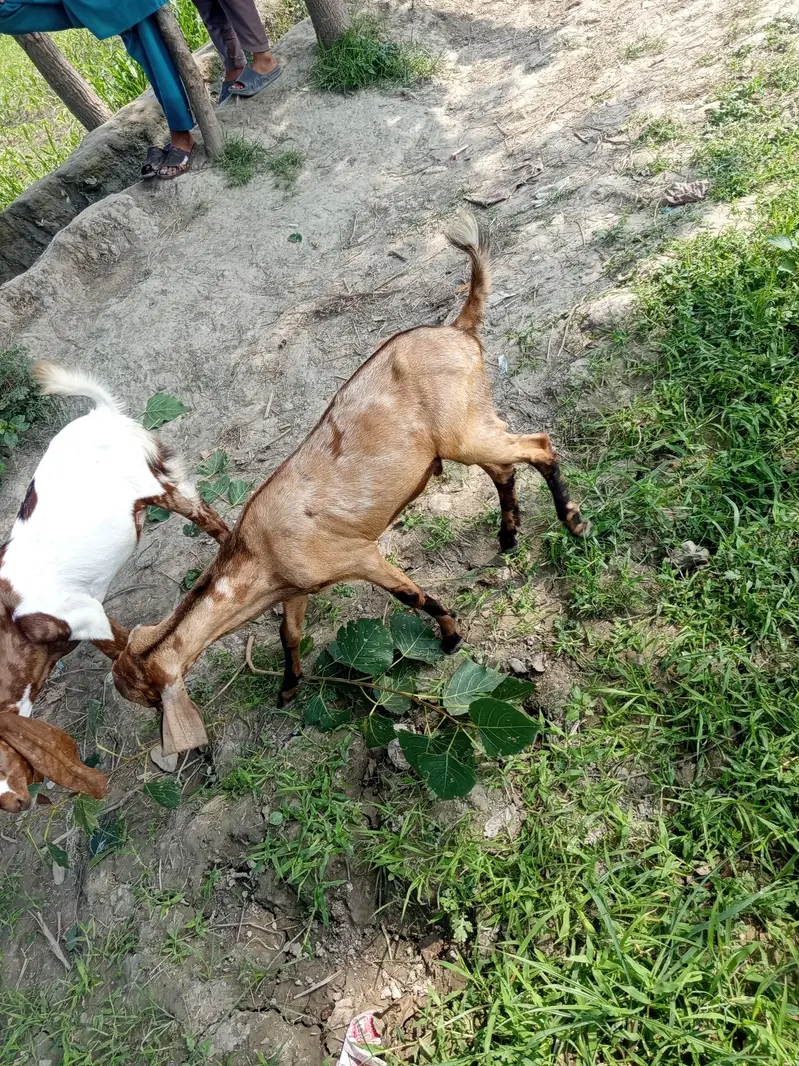 2 male for sale