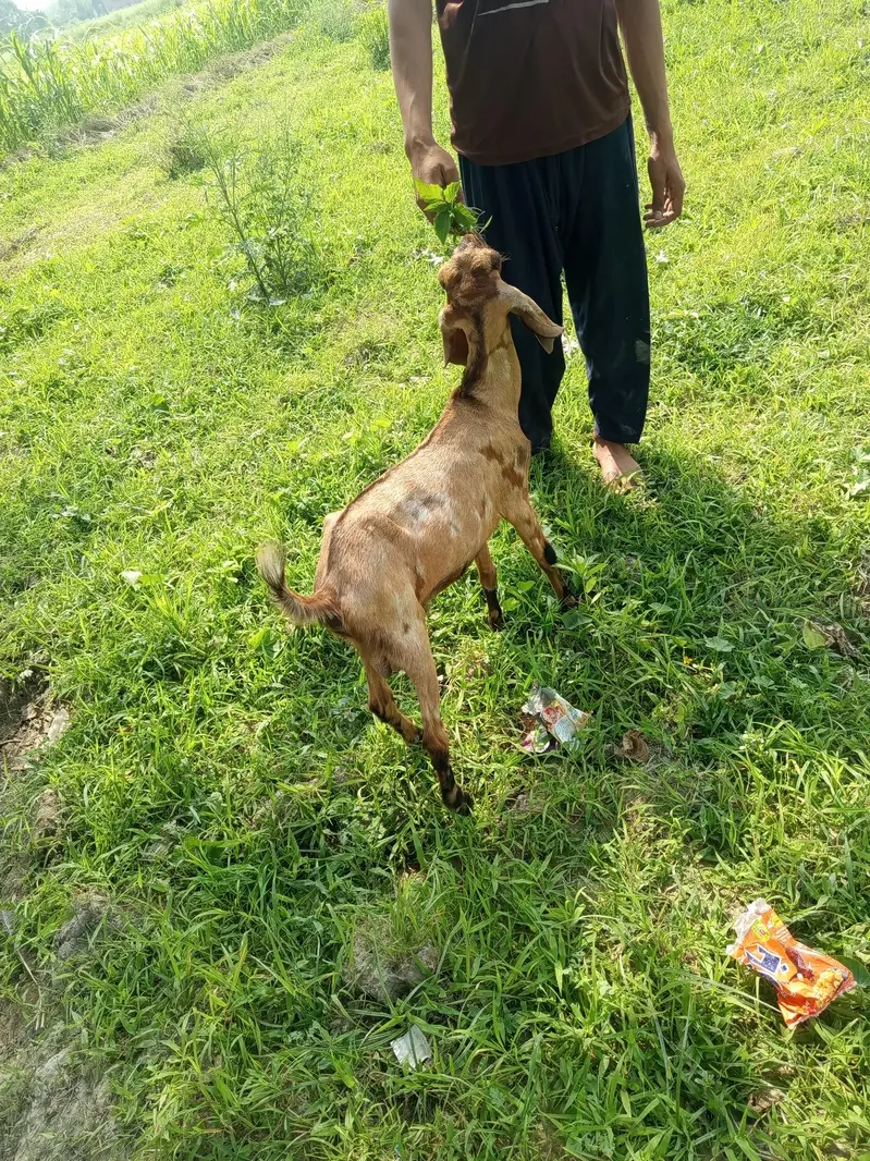 2 male for sale — photo 2