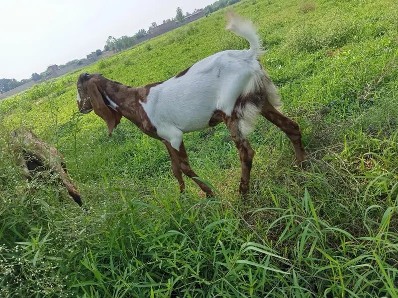 2 male for sale — photo 3