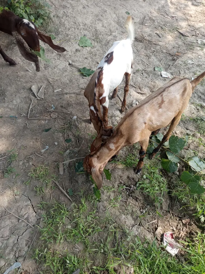 2 male for sale — photo 4