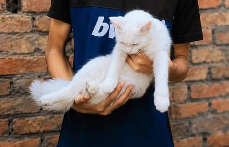 joThis made my cat white colour