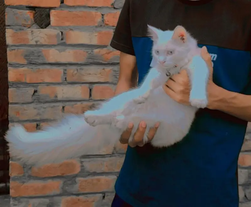 joThis made my cat white colour — photo 2