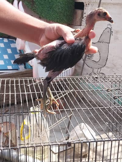 Thaii breed 2 female and 1 male