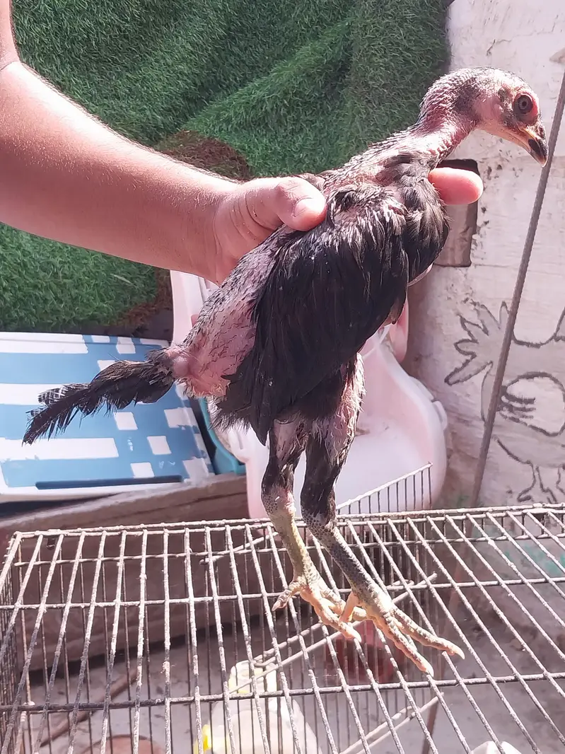 Thaii breed 2 female and 1 male — photo 2