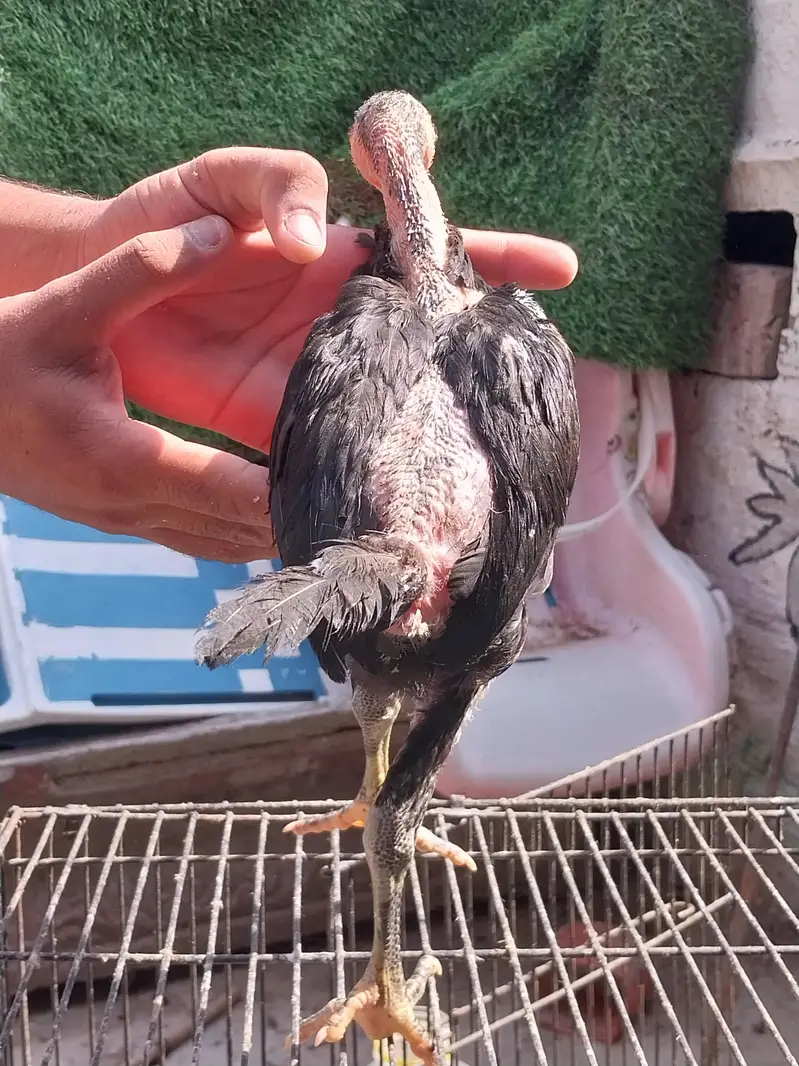 Thaii breed 2 female and 1 male — photo 3