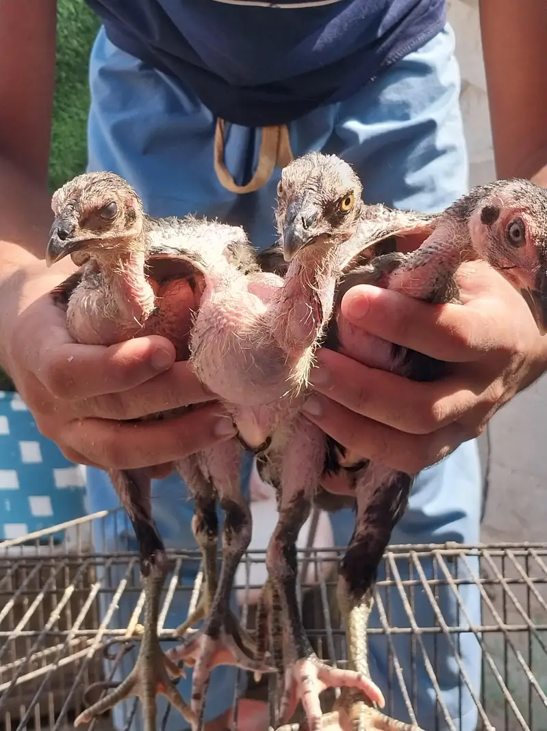 Thaii breed 2 female and 1 male — photo 4