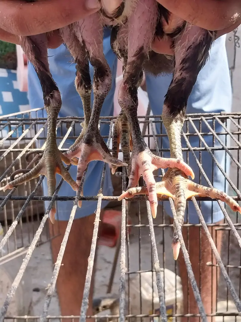 Thaii breed 2 female and 1 male — photo 5