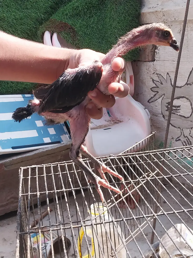 Thaii breed 2 female and 1 male — photo 6