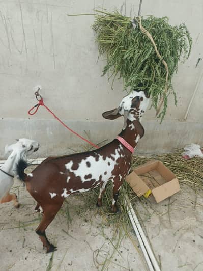 bakri