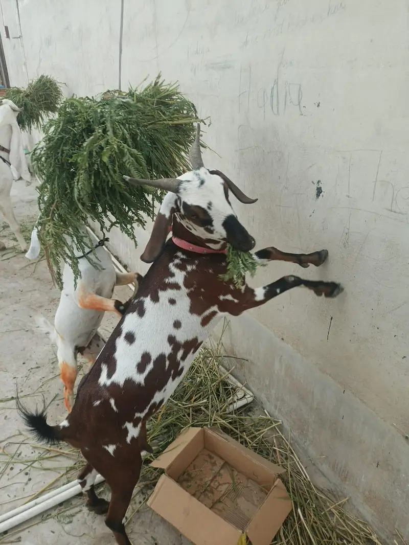 bakri — photo 2