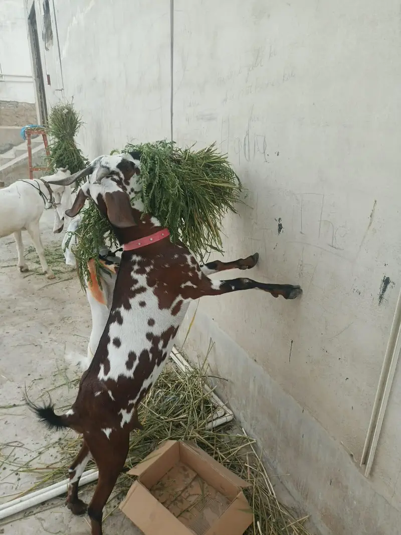 bakri — photo 3