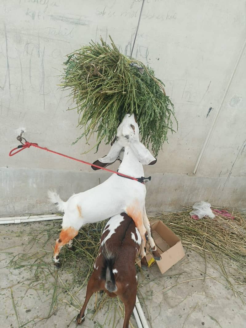 bakri 3