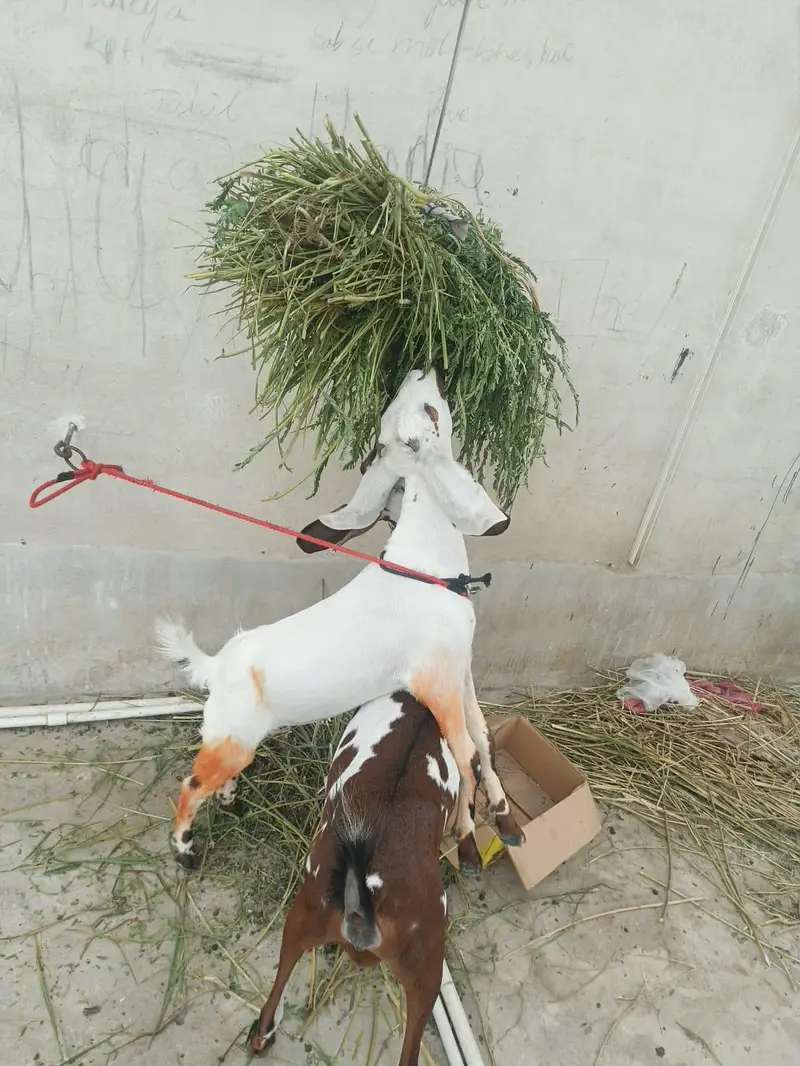 bakri — photo 4