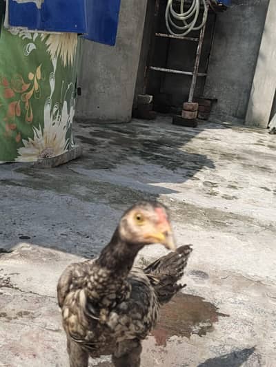 Pure Desi Aseel Chickens For Sale | Healthy & Active | Lahore