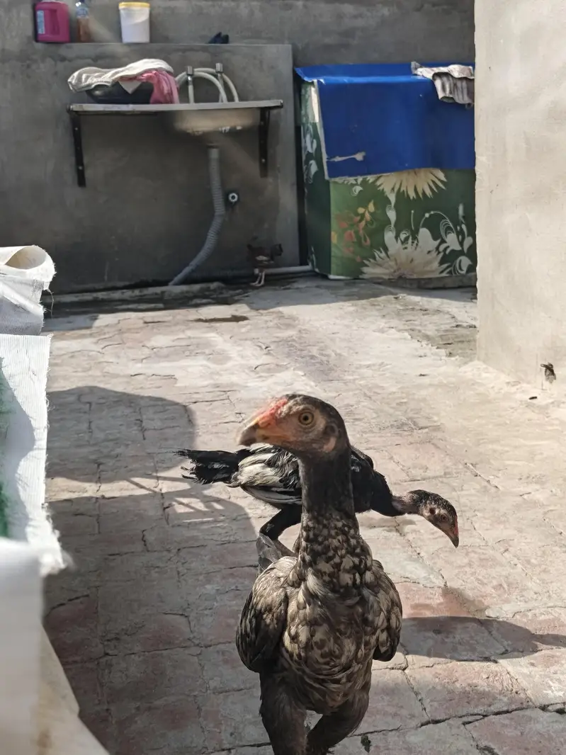 Pure Desi Aseel Chickens For Sale | Healthy & Active | Lahore — photo 2