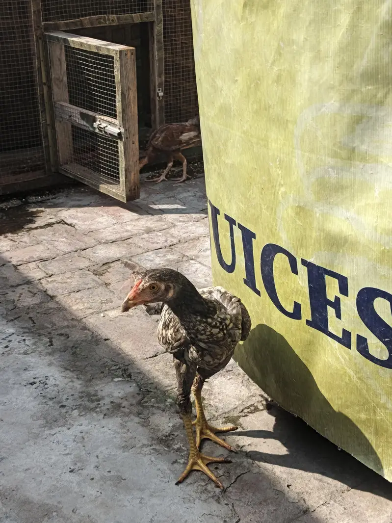 Pure Desi Aseel Chickens For Sale | Healthy & Active | Lahore — photo 3