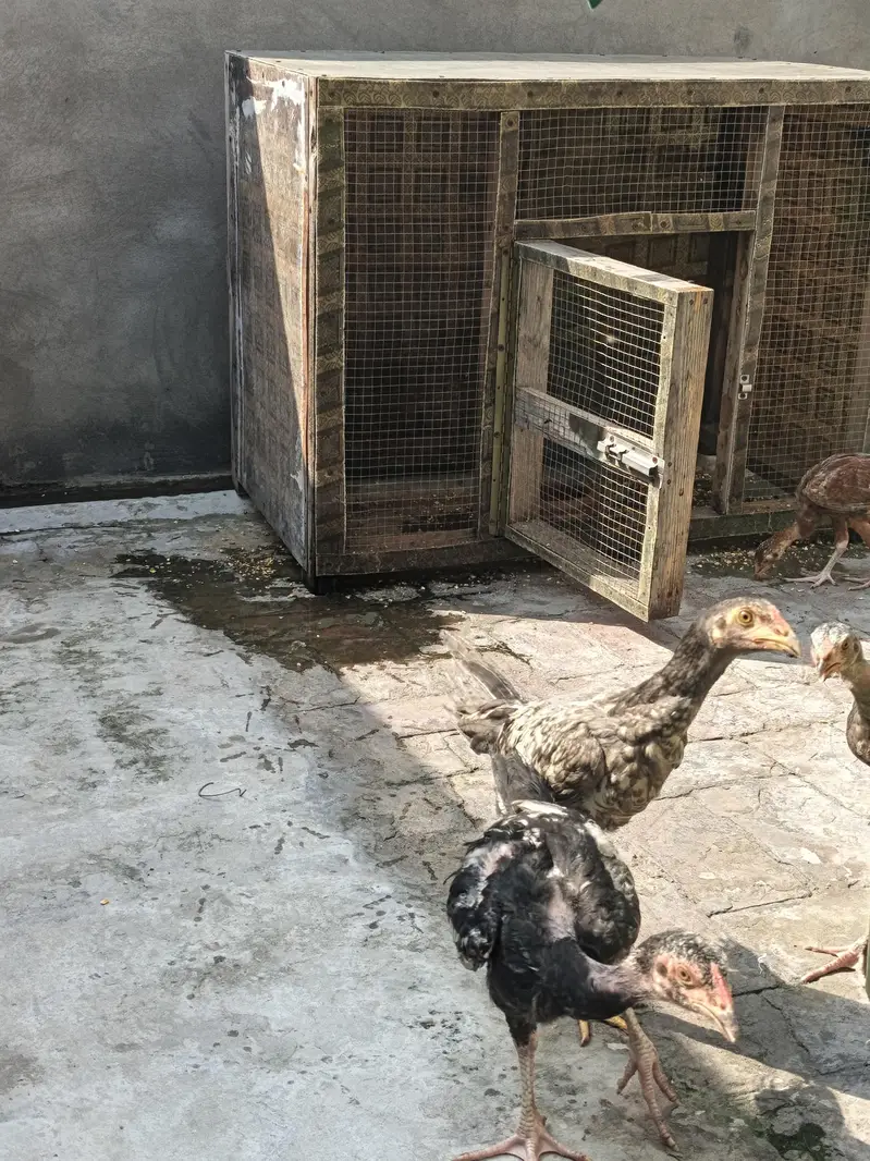 Pure Desi Aseel Chickens For Sale | Healthy & Active | Lahore — photo 4