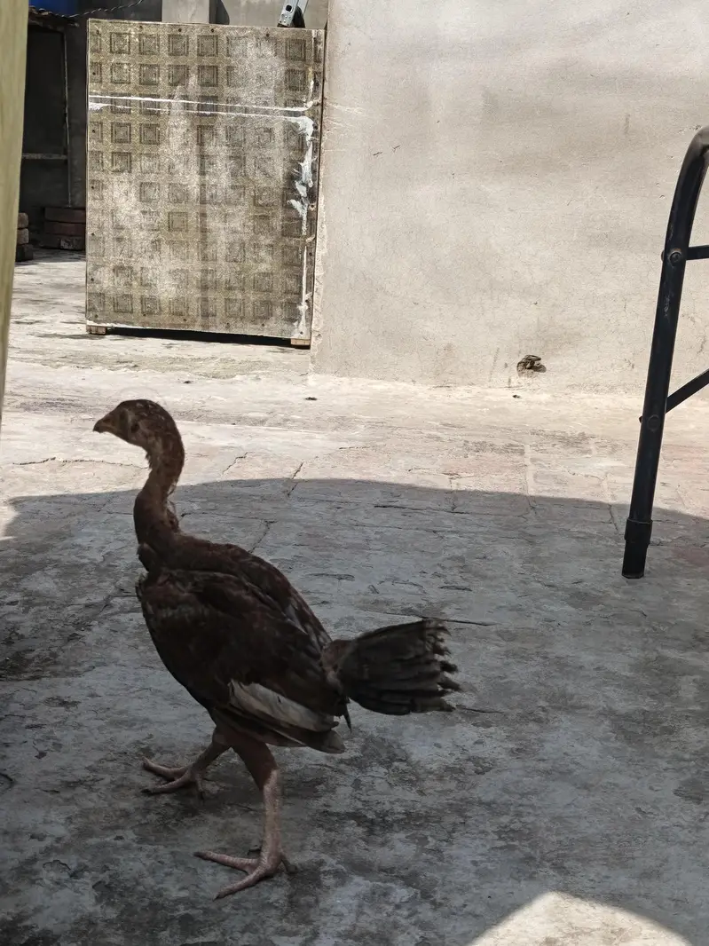 Pure Desi Aseel Chickens For Sale | Healthy & Active | Lahore — photo 5