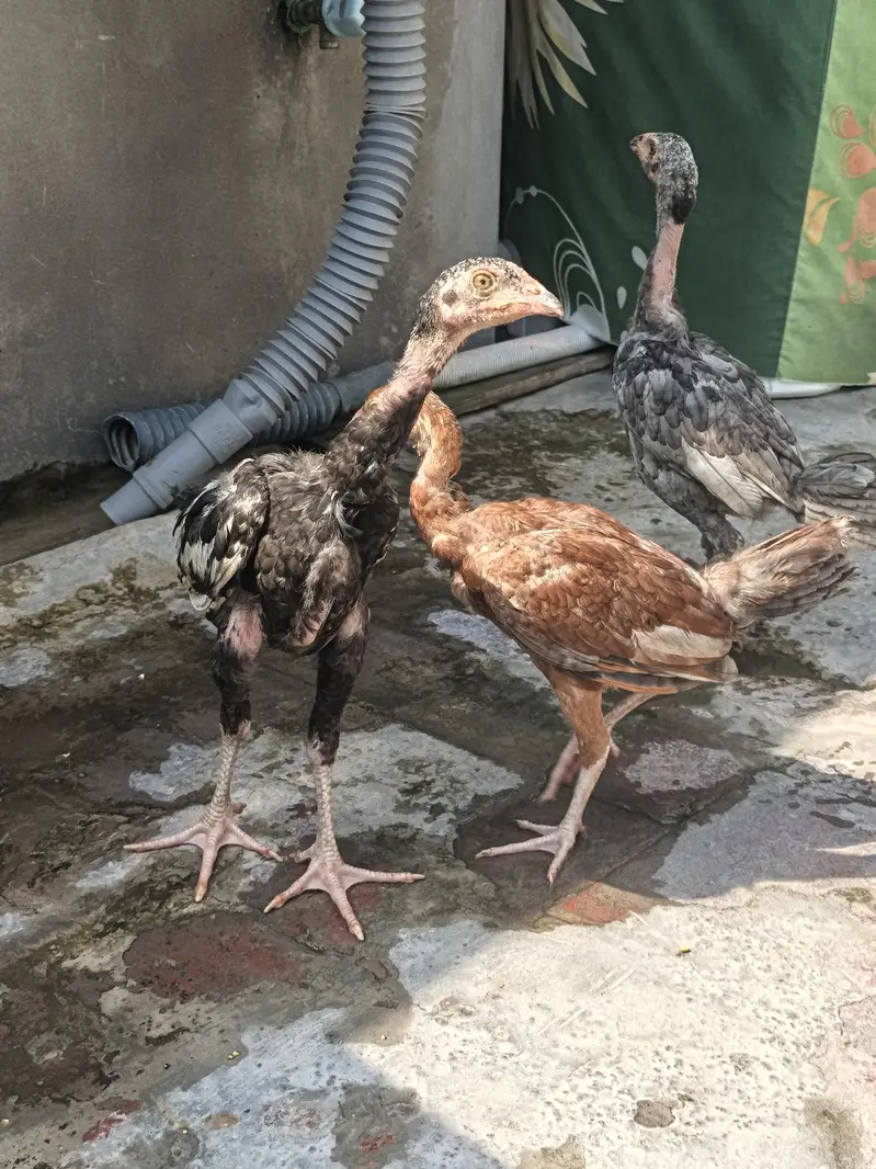Pure Desi Aseel Chickens For Sale | Healthy & Active | Lahore — photo 6