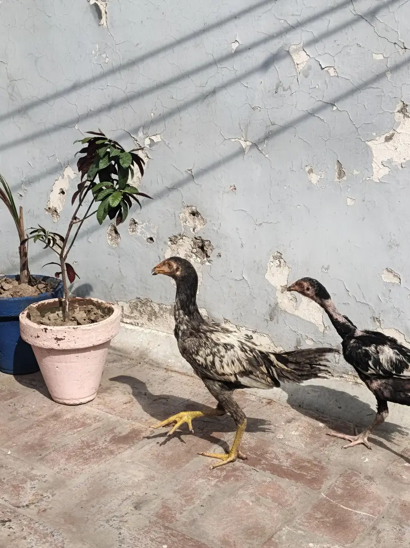 Pure Desi Aseel Chickens For Sale | Healthy & Active | Lahore — photo 7