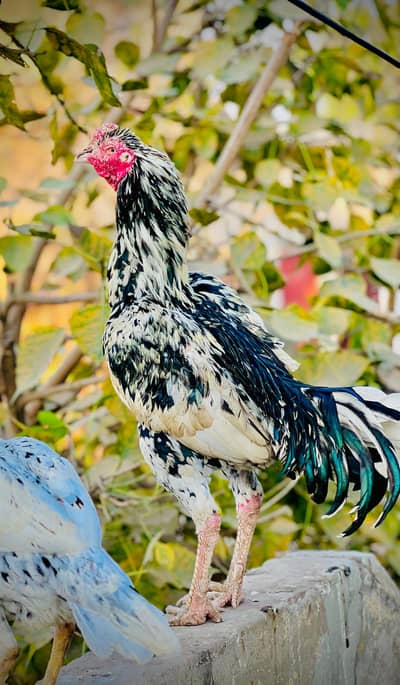 Aseel Hen for sale