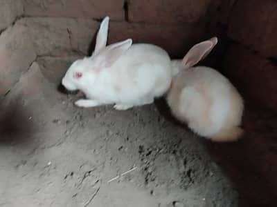 Rabbits for sale