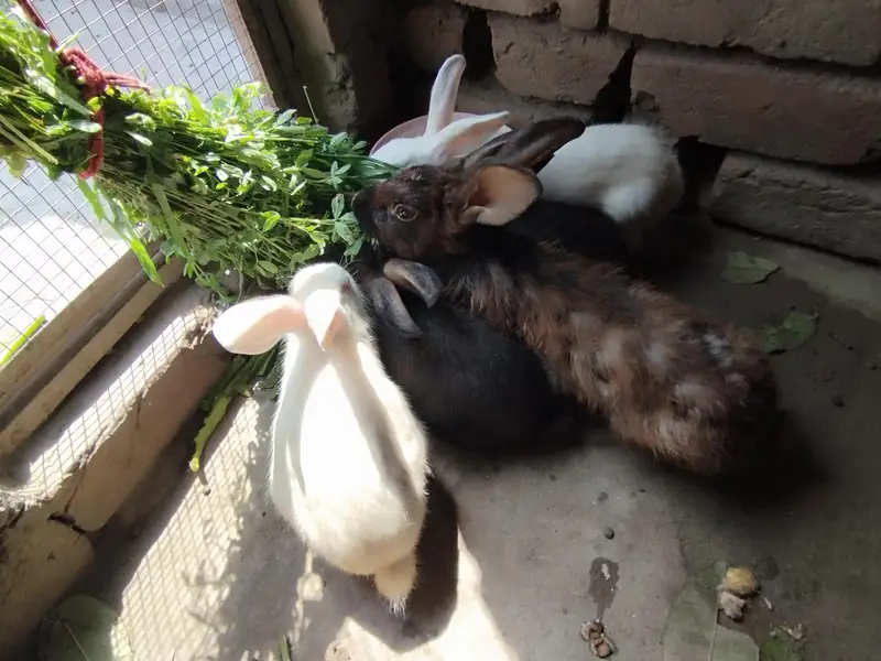 Rabbits for sale — photo 2
