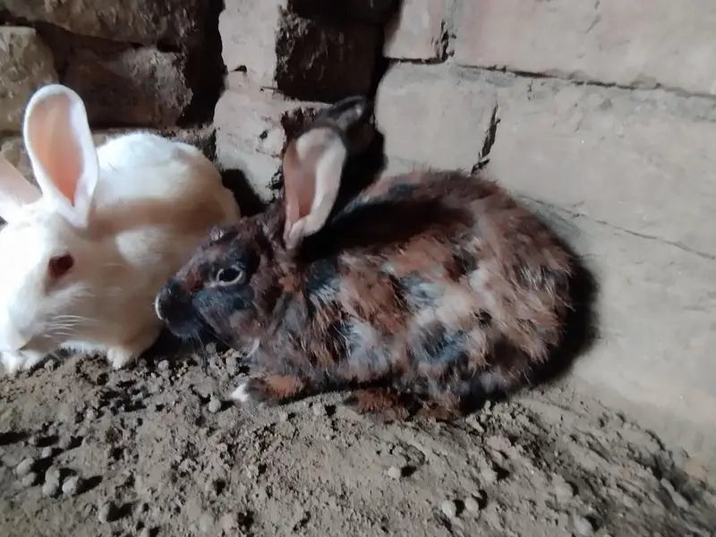 Rabbits for sale — photo 3