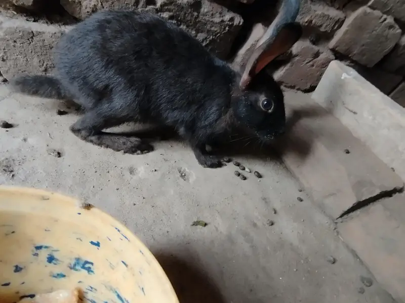 Rabbits for sale — photo 4