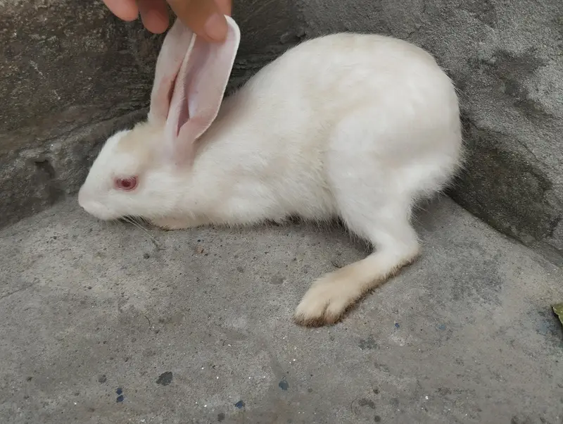Rabbits for sale — photo 5