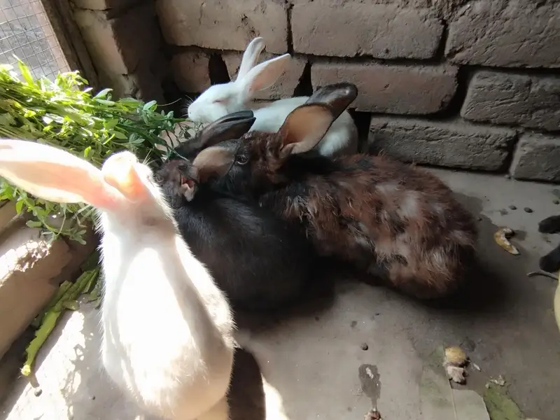 Rabbits for sale — photo 6