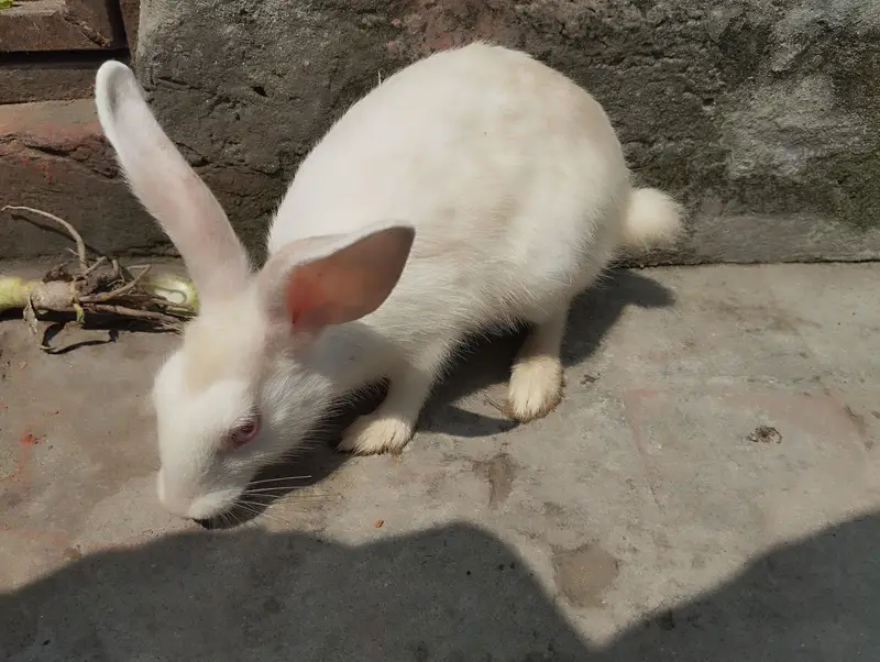 Rabbits for sale — photo 7