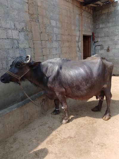 Buffalo for sale