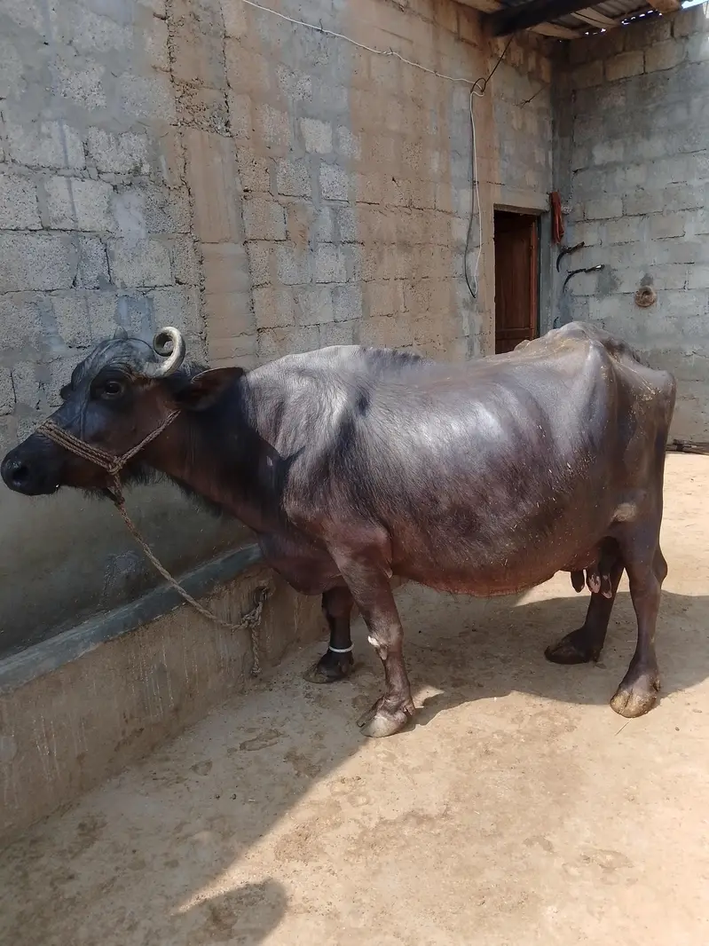 Buffalo for sale